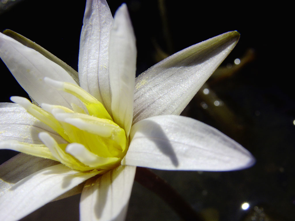 Nymphaea minuta Sep 30 05 Image016